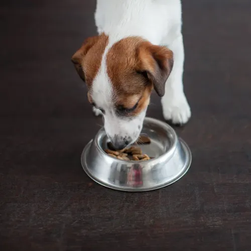 A cat eating from a bowl of dry food.